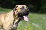 BOERBULL 016